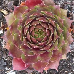 Sempervivum - Dachwurz - Hauswurz